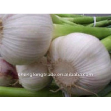 New corp Fresh purple garlic